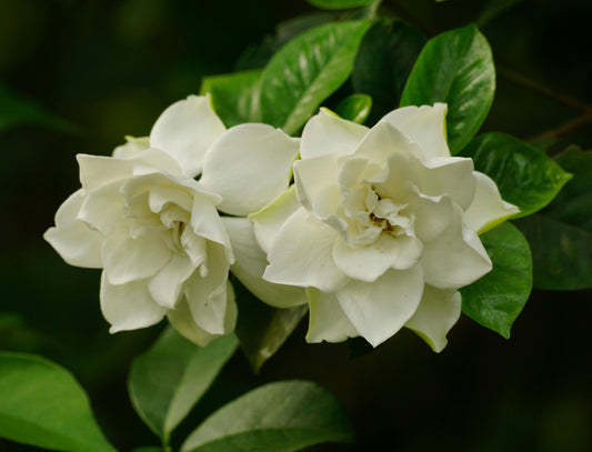 Gardenia Tuberose Wax Melt